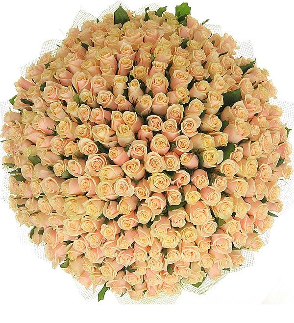 Букет из 251 кремовой розы Совершенство – фото № 3