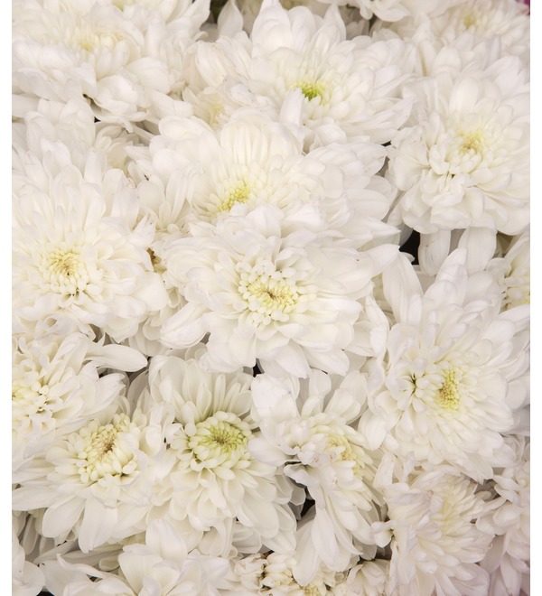 Букет-соло белых хризантем (9,15,25,35,51,75 или 101) – фото № 3