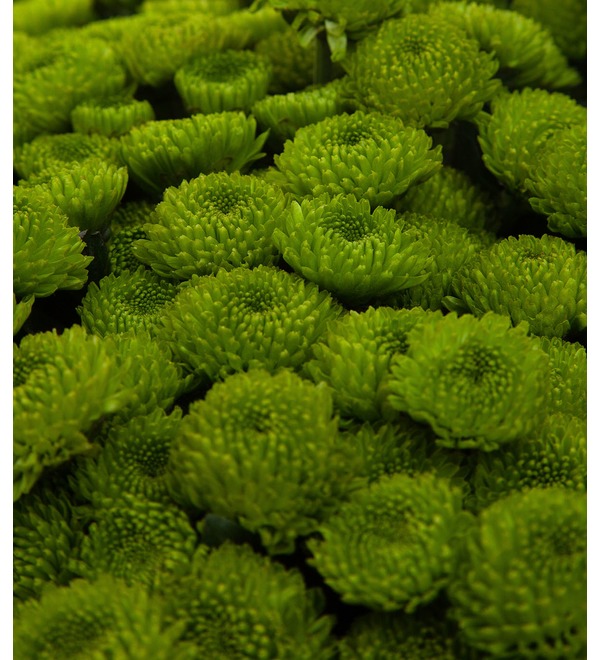 Букет-соло зелёных хризантем (15,25,35,51,75 или 101) – фото № 2