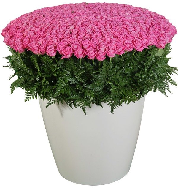 Composition of 501 pink roses Most beloved RUAR639 LON – photo #2