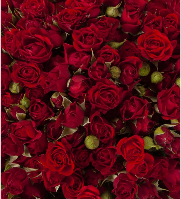 Букет-соло Красные кустовые розы (25,35,51,75 или 101) MCS35 ST- – фото № 2