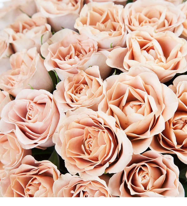 Букет-соло роз Cappucino (15,25,51,75 или 101) – фото № 3