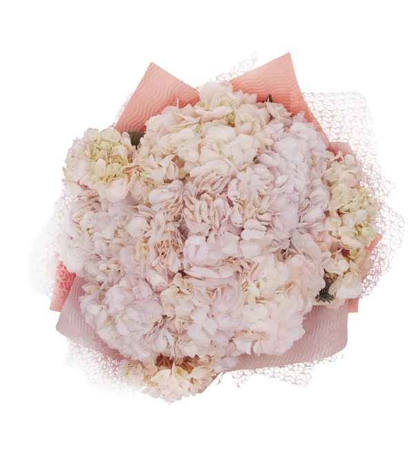 Bouquet-solo of cream hydrangeas (5,7,9,15,25 or 35) – photo #3