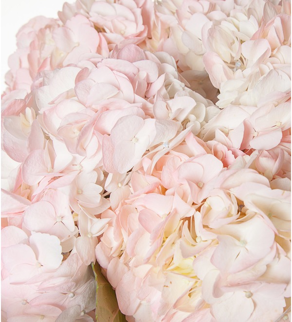 Bouquet of pink hydrangeas (5, 7 or 9) – photo #3
