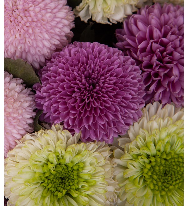 Bouquet-trio of chrysanthemums Music of the rain (15,21,35,51,75 or 101) – photo #3