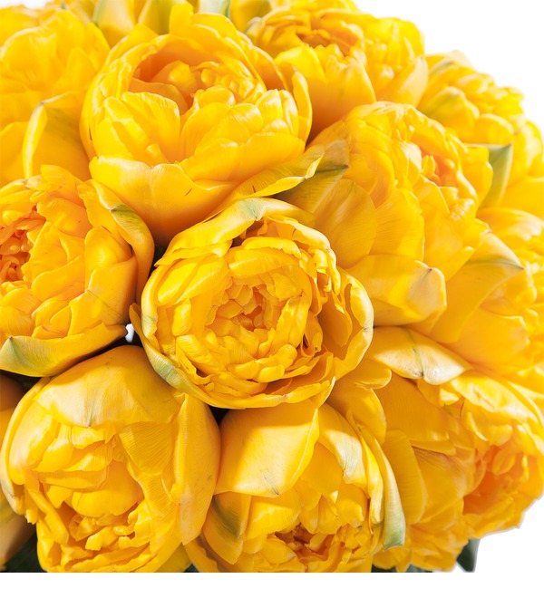Букет-соло из тюльпанов Yellow Pompenette (15,25,35,51,75 или 101) – фото № 4