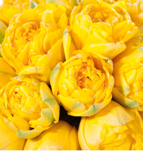 Букет-соло из тюльпанов Yellow Pompenette (15,25,35,51,75 или 101) – фото № 3