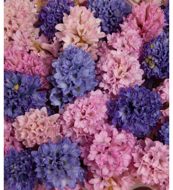 Composition of 201 hyacinths Femininity – photo #3