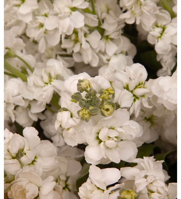Bouquet-solo of white matthiola (9,15,25,35,51 or 75) – photo #2