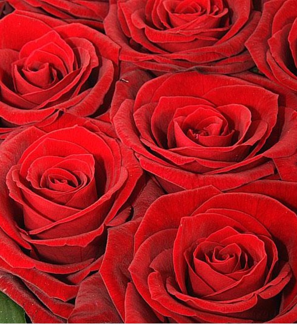Букет роз Гран При Шкала щедрости. Количество роз указываете Вы! – фото № 1