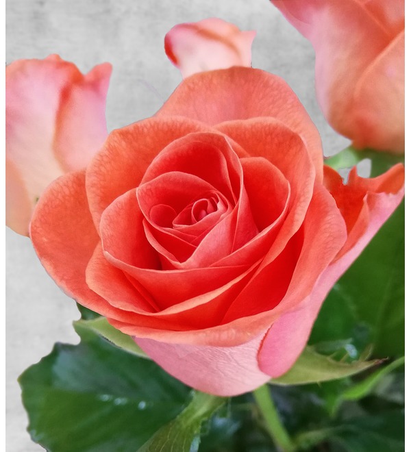 Букет из 11 оранжевых роз SPBAC20 SAN – фото № 5