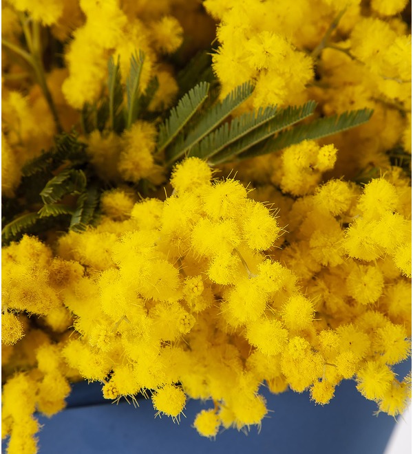 Bouquet-solo mimosa – photo #3