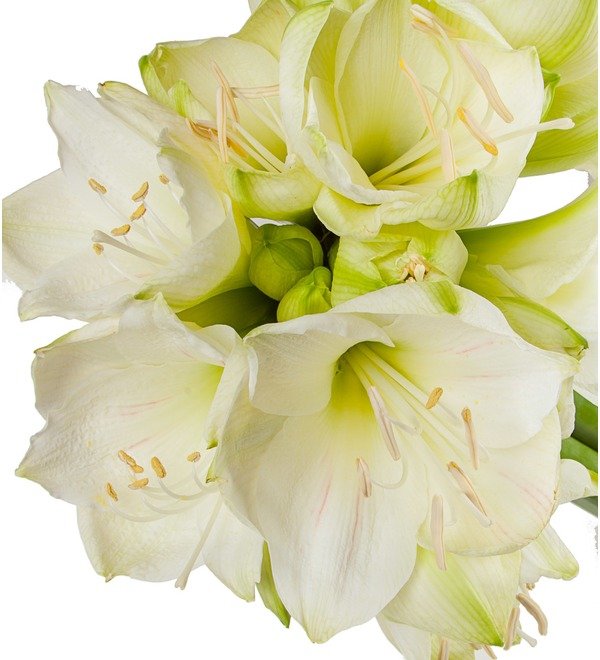 Bouquet of white Amaryllis Mont Blanc (5, 7 or 9) – photo #2