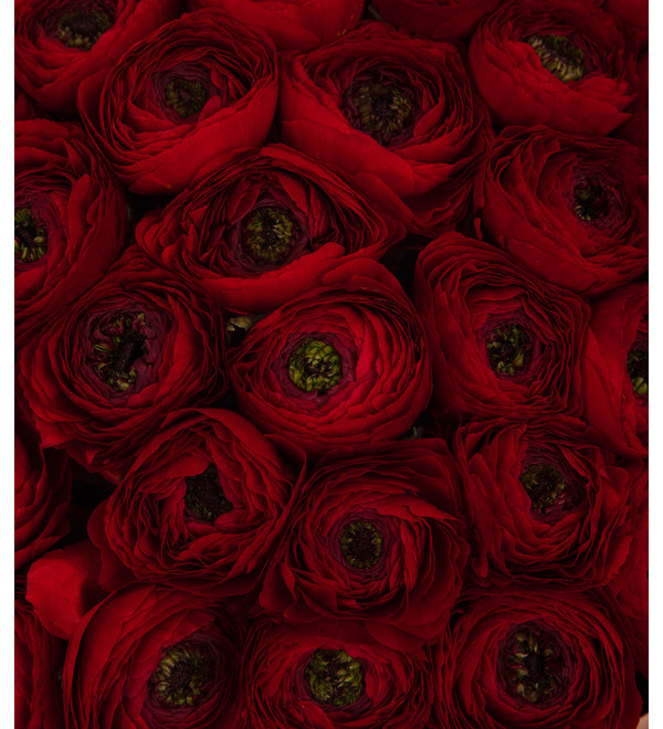 Bouquet-solo red ranunculus (15,25,35,51,75 or 101) – photo #2