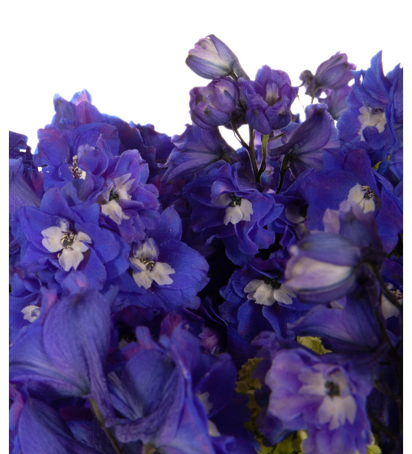 Bouquet-duet Aesthetics – photo #3
