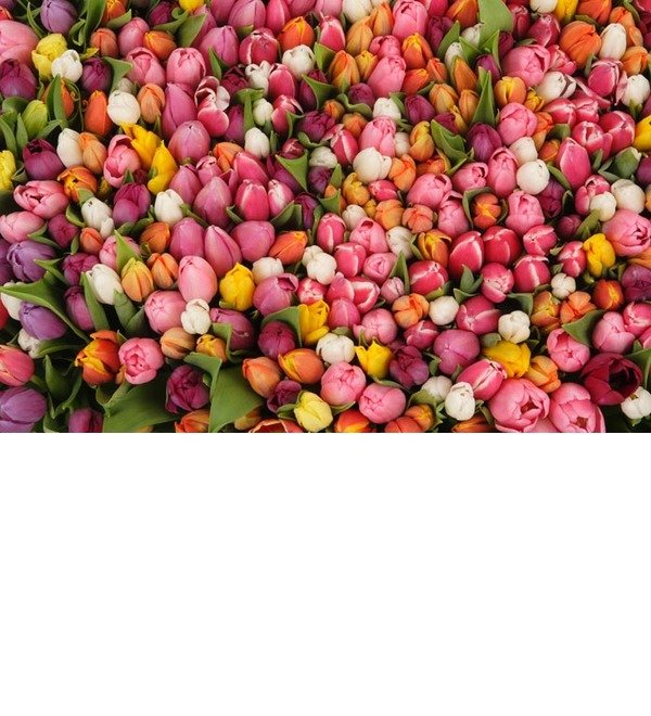 Композиция из 501 тюльпана Бесконечно люблю! – фото № 2