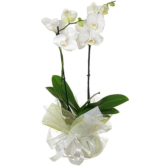 1 орхидея IE 17 MAL – фото № 2