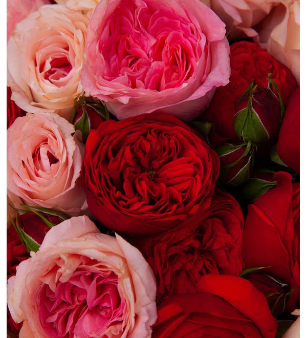 Букет-дуэт пионовидных роз Поэма (15,25,35,51,75 или 101) – фото № 2