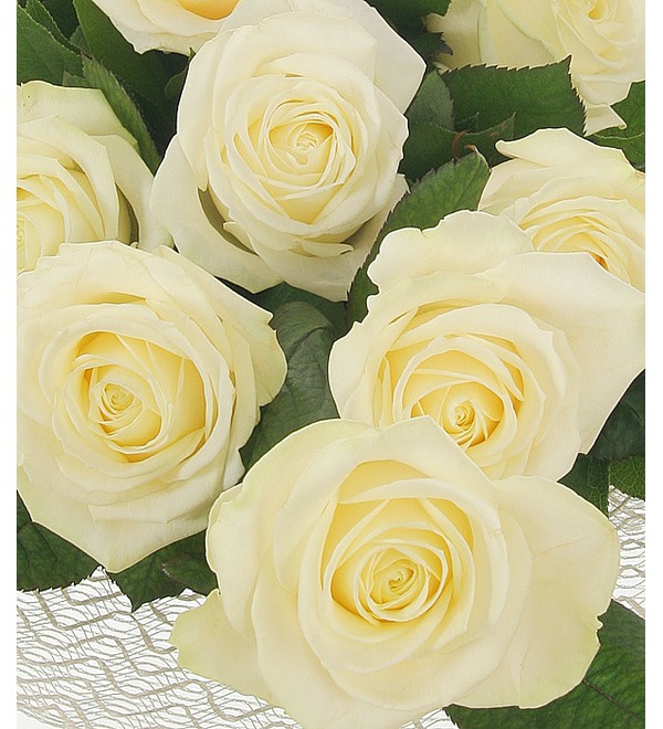 Букет из 11 белых роз Мои комплименты... – фото № 5