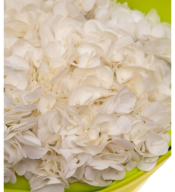 Bouquet-solo of white hydrangeas (5,7,9,15,25 or 35) – photo #3
