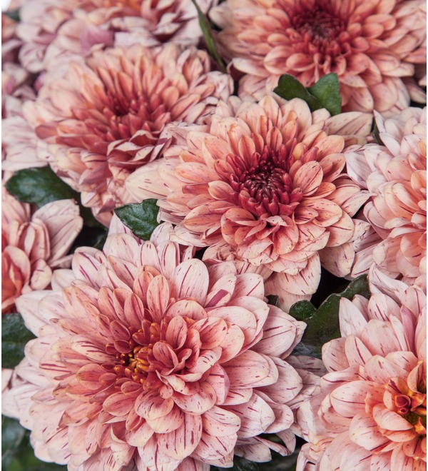 Bouquet of single-headed chrysanthemums Pip Salmon (21, 35 or 51) – photo #2